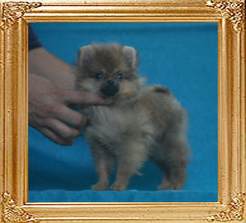 Canton_Galactic_Rose_P6-4_2.2lbs_2mo_3wk_2776.jpg