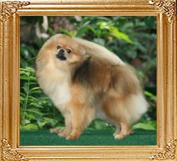 8lbs at 1year Canton_Gallant_Lady_A_1yr_8lb_46112.jpg