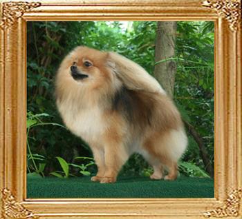 8lbs at 1year Canton_Gallant_Lady_B_1yr_8lbs_2_46112.jpg