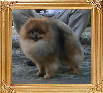 Canton_Gambler_at_Mt_Crest_6.3lbs_1yr_7mo_2631.jpg