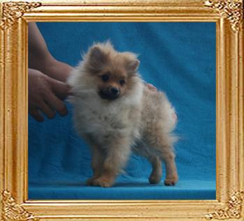3.3lbs at 4months 3weeks Canton_Glonada_Davida_3.3lbs_at_4mo_3wk_P6-4_5807.jpg
