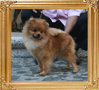 Canton_Glonada_Davida_4.84lbs_2yr_4mo_6980.jpg
