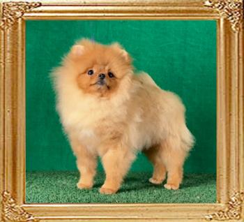 Canton_Goldie_Flynn._6_mo.jpeg