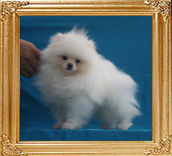 Canton_Goncalo_Teixeira_P6-6_2.2lbs_3mo_3wk_1612.jpg