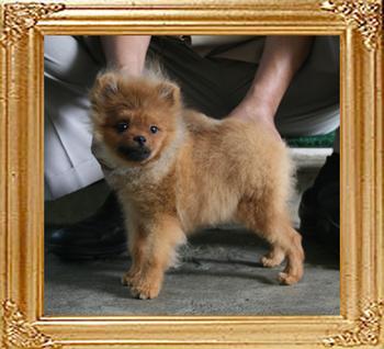 Canton_Halisby_3.08lbs_5mo_P6-6_3354.jpg