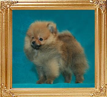 Canton_Hall_of_Fire_2mo_2wk_110lbs.jpg