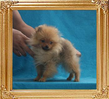 Canton_Hestia_Hadwig__2.2lbs_at_5mo_P6-6_5960.jpg