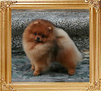4.5lbs at 1year 3months Canton_Honnor_Bound_47144.jpg