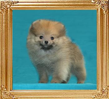 Canton_Hot_Coquette_2lbs_at_2mo_3wk.jpg.jpg