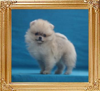 Canton_Imagine_D_Knight_1lbs_at_2mo_6471.jpg