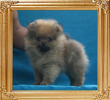 Canton_Impossible_Fever_1.32lbs_2mo_2506.jpg