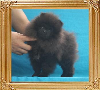 Canton_Impossible_Genevieve__2.86lbs_3mo_3wk_P6-6_6849.jpg