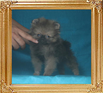 Canton_Impossible_Star_1.32lbs_3mo_P6-4_0485.jpg