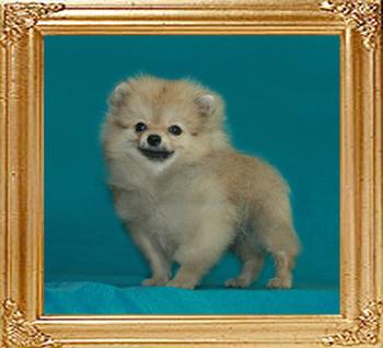 Canton_John_Lennon_7082_4mo_2.5lbs_6-5_47534.jpg