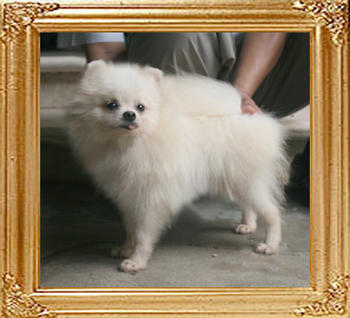 Canton_Kabuki_Dancer_495lbs_1yr_4.388_Extend_EarCoat.jpg