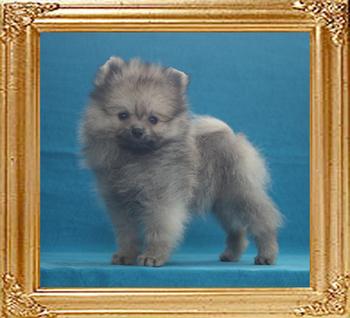 6lbs at 2months 1week Canton_Kabuki_Mistress_2mo_1wk_6lbs_P6-6_7712_.jpg