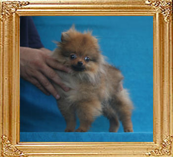 Canton_Kati_Nesher_P6-6_2.2lbs_4mo_2wk_2302.jpg