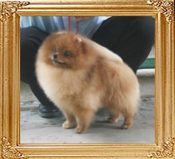 Canton_King_Maker_1yr_6mon_5.28lbs_6943.jpg