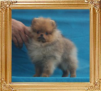 Canton_King_Maker__2.09lbs_3mo_P6-6_5451.jpg