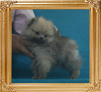 Canton_Kris_Lennon_2.2lbs_2mo_3wk_P6-6_7774.jpg
