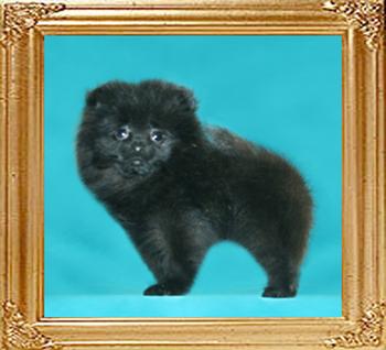 1.7lbs at 3 months Canton_Lady_Zelda_3mo_1.7lbs.jpg