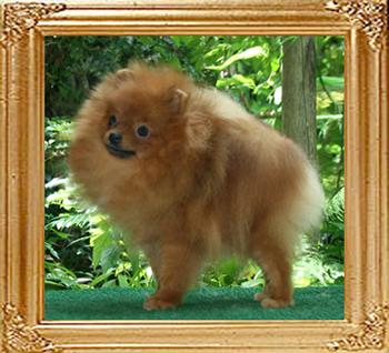 Canton_Lili_Potter_10mon_2wks_4lbs_47066.jpg
