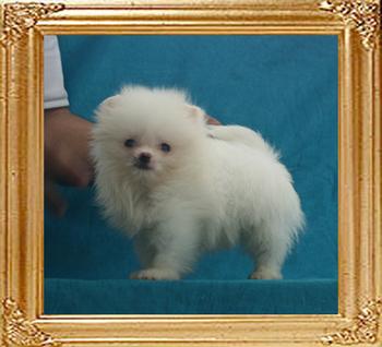 Canton_Louis_Linden_2mo_2wk_1.1lbs_49576.jpg