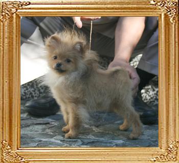 Canton_Master_Teddy_Edward_3.08lbs_5mo_1wk_P6-6_3231.jpg