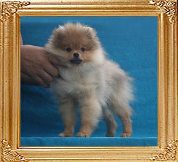 Canton_Miles_Cyrus__3.3lbs_3mo_2wk_P6-6_6434.jpg
