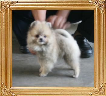 Canton_Mink_Cherrie_2lbs_3mo_0304_.jpg