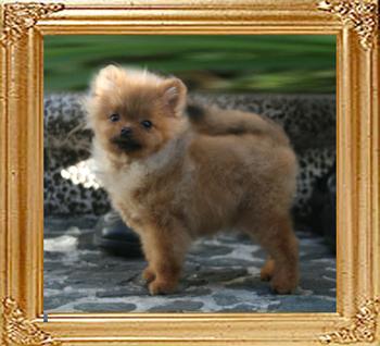 Canton_Mr_Big_Shot_2.2lbs_5mo_1wk_P6-6_3288.jpg