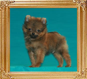 Canton_Musico_6186_3mo__1.8lbs_6-6_47537.jpg