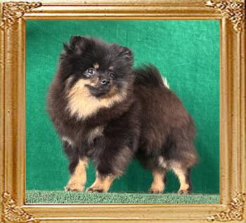 Canton_Northern_King_6_mo_2_wks.jpg
