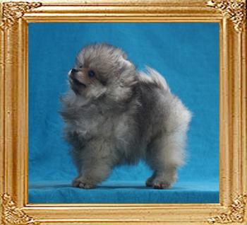 Canton_Oda_OSwift_1.7lbs_at_2mo_1wk_P6-4_6287.jpg