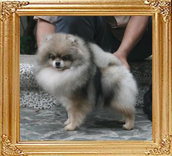 Canton_Oda_OSwift_4.73lbs_2yr_3mo_2492.jpg