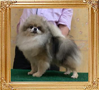 Canton_Oda_O_Swift.jpg