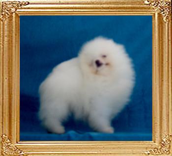 Canton_Oolalah_2_lbs_at_2_mo_1_wk.jpg