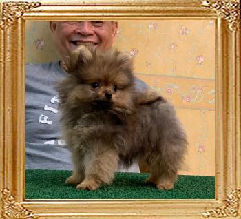 Canton_Pacific_Awakening_2mos_3wks_1.2lbs_1504.jpg