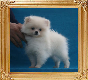 Canton_Pagan_Moon_P6-6_1.87lbs_2mo_3wk_1792.jpg