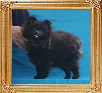 Canton_Penelope_Dream_P6-6_3.96lbs_6mo_1wk_1880.jpg