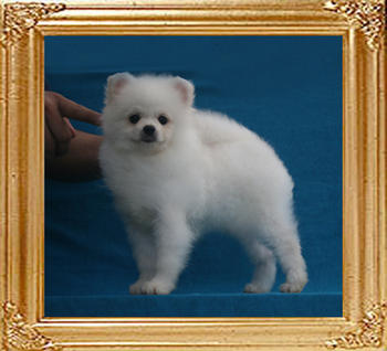 Canton_Persian_Embassy__P6-4_3.2lbs_4mo_3wk_1354.jpg