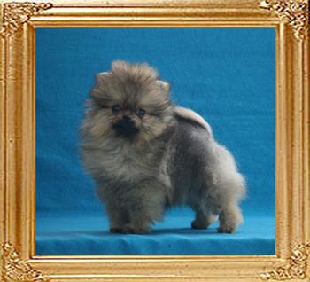 Canton_Phantom_Phenomenon_2mo_2wk_1.1lbs_3293.jpg