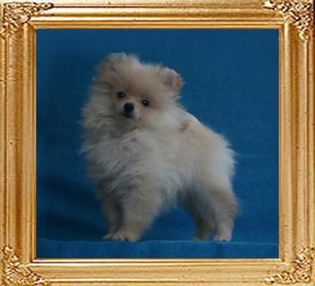 Canton_Platinum_Blonde_1.65lbs_2mo_2882.jpg