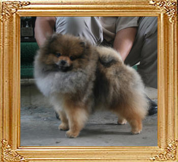 Canton_Prince_Charming_1yr_4mo_4.4lbs_9408.jpg