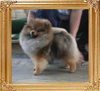 Canton_Prince_Charming_4.1lbs_1yr_2mo_4555.jpg