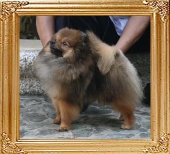 Canton_Prince_Charming_4.2lbs_10mo_1wk_0007_FINAL.jpg