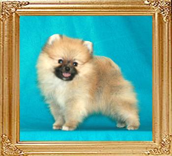 Canton_Prince_from_the_East_46070.jpg