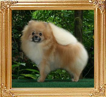 4.25lbs at 1year Canton_Prince_of_the_East_1yr_4.25lbs_46070.jpg