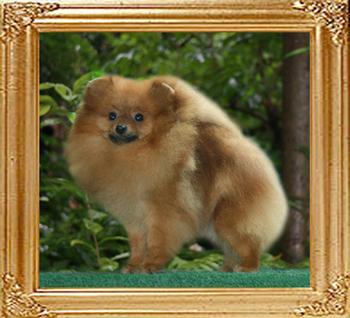 Canton_Pufpride_Dream_Girl_1yr_4.5lbs_46107.jpg