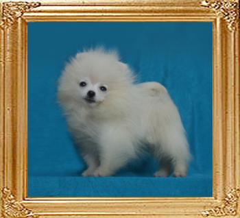 Canton_Quantum_Crystal_2.2lbs_4mo_49174.jpg